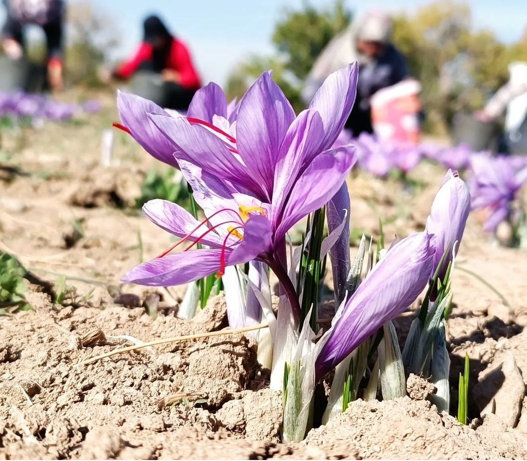 زعفران