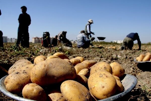 توجیه وزارت جهادکشاورزی برای افزایش قیمت سیب‌زمینی/صادرات عامل گرانی است؟