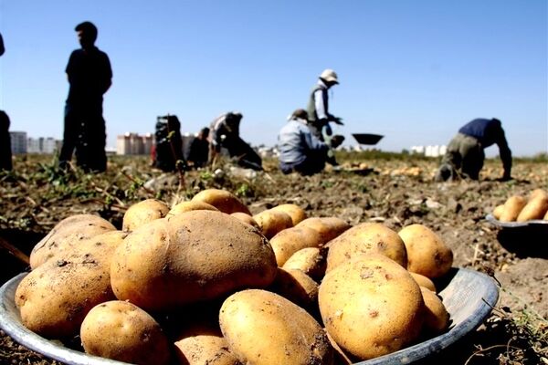 کاهش 20درصدی کشت سیب‌زمینی در کشور/ خشکسالی چه بلایی بر سر سفره خانوار می‌آورد؟