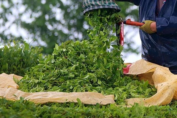قیمت برگ سبز چای هنوز مشخص نیست