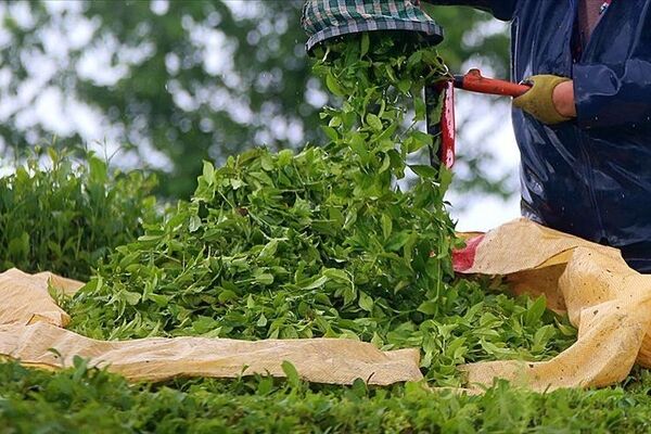 واردات 28هزارتن چای / چایکاران۶ تا ۸ هزار هکتار باغ را رها کردند