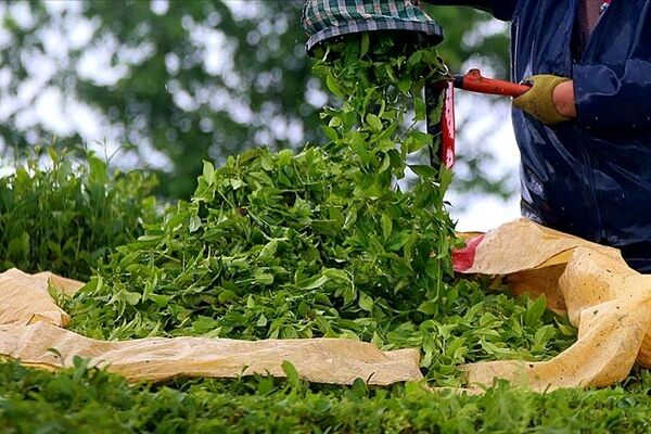 ۸۰۰ میلیارد تومان چای سبزخریداری شد/ استحصال بیش از ۱۰ هزار تن چای خشک