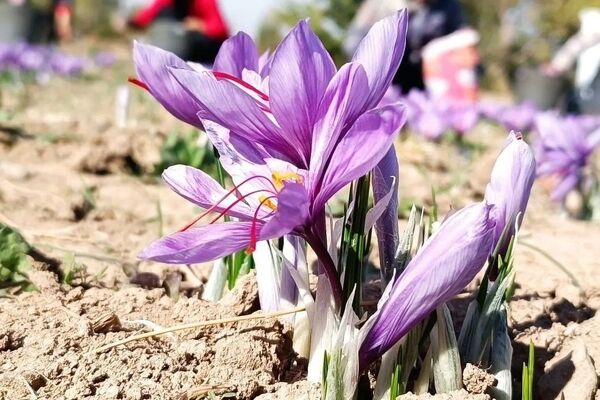 آمار تکان‌دهنده از میزان قاچاق زعفران/ َسرگُل بازارهای صادراتی در اختیار قاچاقچیان
