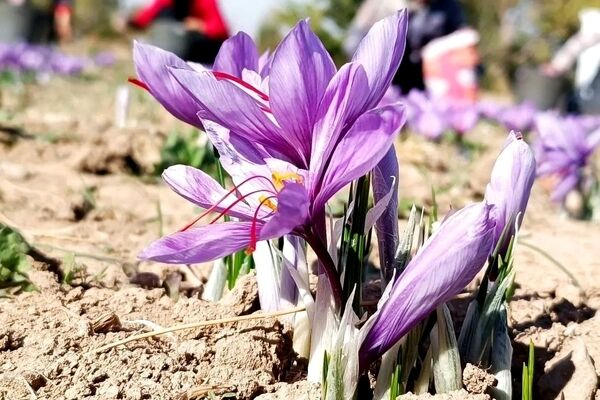 قانونی که ریشه صادرات زعفران را خشکاند 