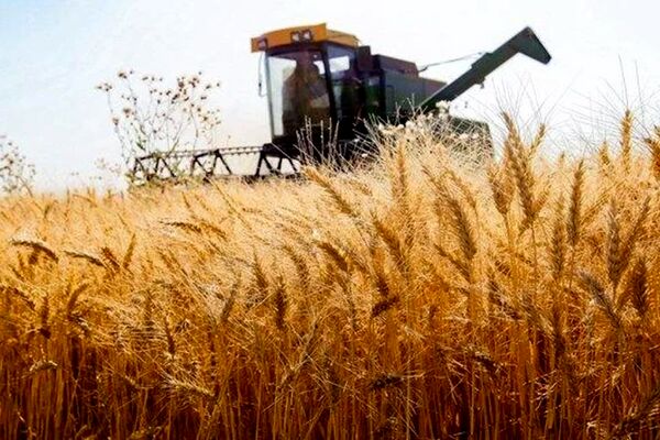 پیش‌بینی رقم برداشت محصول از کشت پاییزه مجموعه رادین