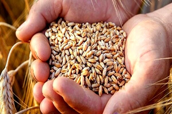 آغاز چانه‌زنی‌ها برای تعیین قیمت خرید تضمینی گندم 