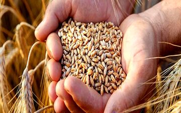 آغاز چانه‌زنی‌ها برای تعیین قیمت خرید تضمینی گندم 