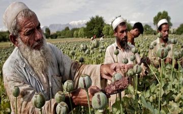 سهم ۱۴درصدی تجارت مواد مخدر از تولید ناخالص داخلی افغانستان/ طالبان به مخدرهای جدید دست یافته؟