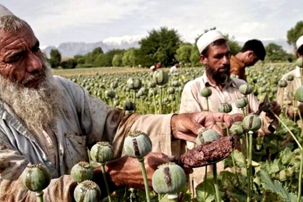 سهم ۱۴درصدی تجارت مواد مخدر از تولید ناخالص داخلی افغانستان/ طالبان به مخدرهای جدید دست یافته؟