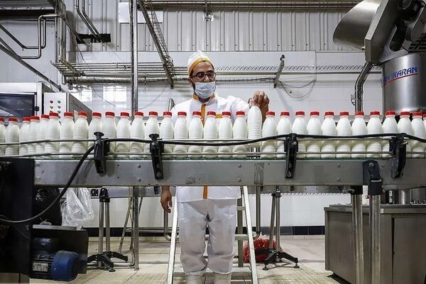 افزایش ۶۰درصدی هزینه‌های تولید شیر