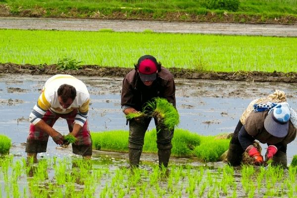 جز چهار قلم ، بقیه میوه‌های واداتی غیرقانونی است
