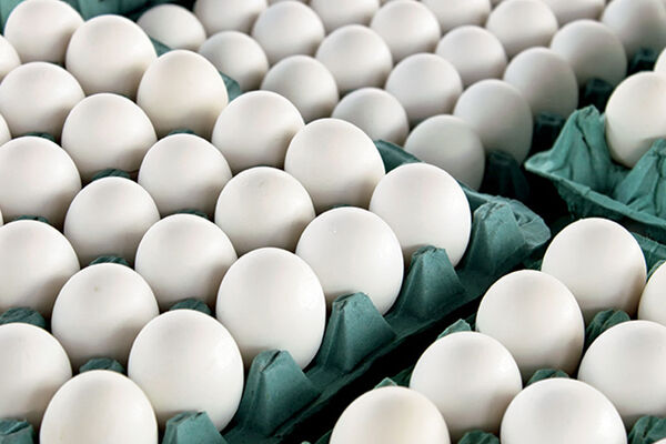 اعلام قیمت مصوب جدید تخم مرغ در این تاریخ
