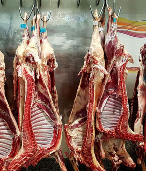 توقف واردات گوشت قرمز/علت افزایش قیمت گوشت چیست؟
