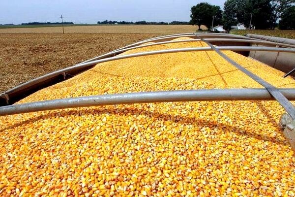 مجوز واردات نهاده‌های دامی برای تولیدکنندگان
