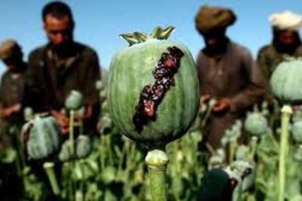 تفاوت عجیب قیمت تریاک در شهرهای مختلف کشور