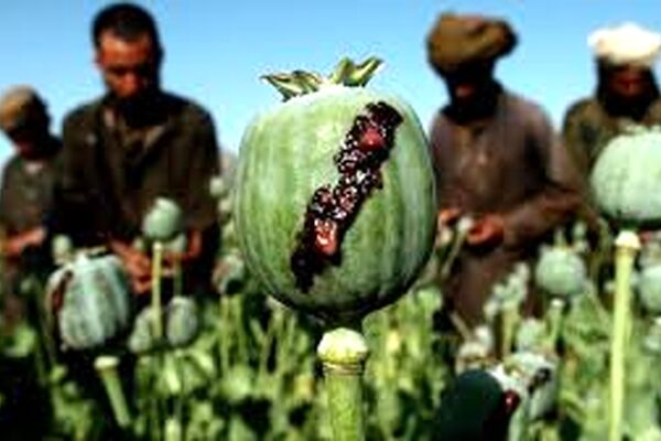 تفاوت عجیب قیمت تریاک در شهرهای مختلف کشور