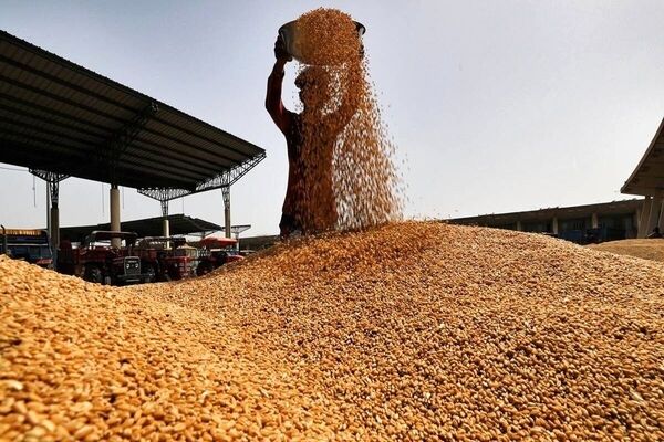 کسری بیش از ۳میلیون تن گندم برای سال ۱۴۰۵
