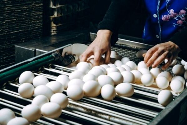 تولیدکنندگان تخم مرغ دست به گریبان چالش های تکراری