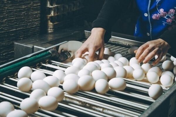 تولیدکنندگان تخم مرغ دست به گریبان چالش های تکراری