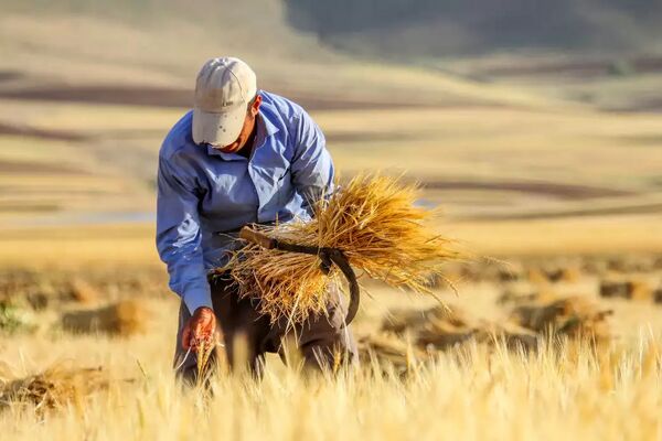 هشدار درباره چالش امنیت غذایی در کشور/ وضعیت نامساعد تولید گندم