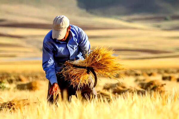 منبع مالی خرید تضمینی گندم در بودجه ۱۴۰۴ چیست؟