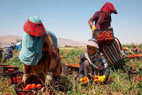 نادیده گرفتن حقوق زنان کارگر چالشی جهانی/ از نابرابری‌های دستمزد تا سوءرفتارها