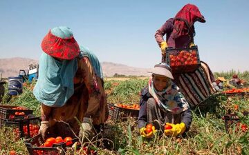 نادیده گرفتن حقوق زنان کارگر چالشی جهانی/ از نابرابری‌های دستمزد تا سوءرفتارها