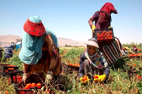 نادیده گرفتن حقوق زنان کارگر چالشی جهانی/ از نابرابری‌های دستمزد تا سوءرفتارها