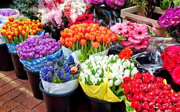 افزایش ۲۰تا۵۰درصدی قیمت گل در آستانه نوروز 