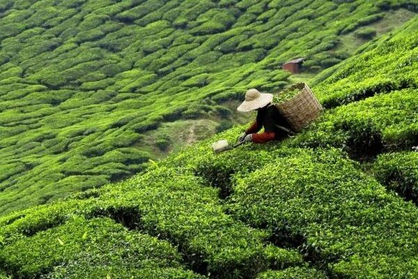 اعلام آخرین مهلت خرید تضمینی برگ چای