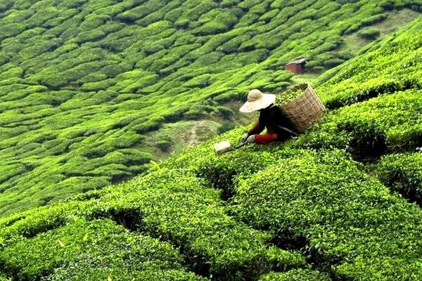 کاهش 3درصدی برداشت چای در سال زراعی جاری