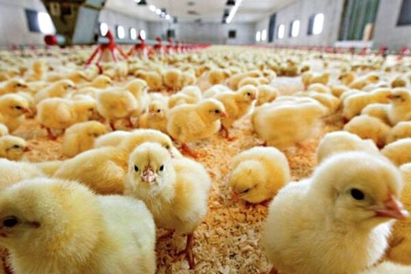 تعیین نرخ توافقی برای خرید جوجه یک روزه