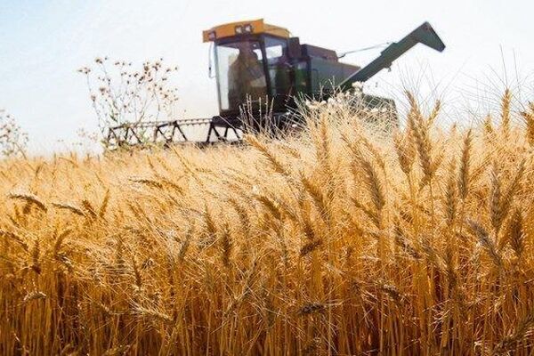 تنها 8 درصد غذای ایرانیان از دیم‌زارها تامین می‌شود!