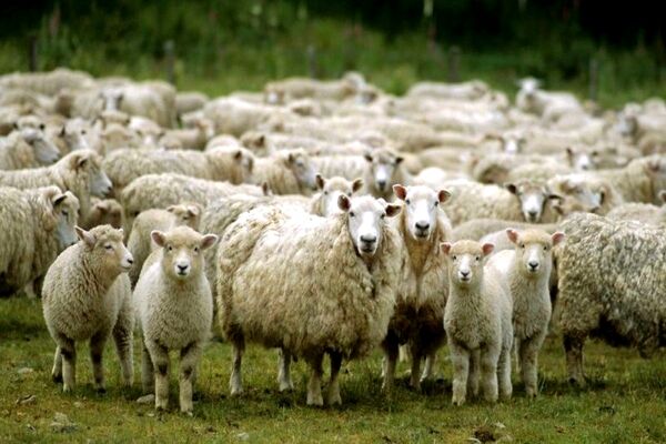 خیز مجدد قیمت دام زنده/ بازار گوشت ملتهب می‌شود؟