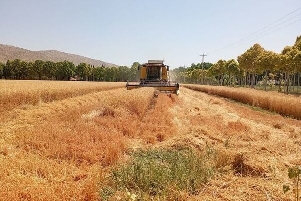 خبر مهم برای گندمکاران/قیمت خرید تضمینی گندم کی نهایی می‌شود؟