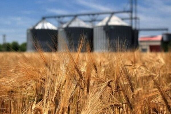 تعلل در تعیین نرخ خرید تضمینی/قیمت جدید گندم کی اعلام می‌شود؟