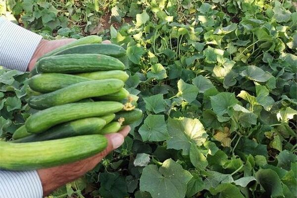 نرخ‌ نجومی میوه/خیار و‌کاهو در باشگاه لاکچری‌ها