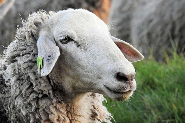 نوسان قیمتی گوسفنده زنده در میادین/ ۳ کلان‌شهر رکورددار قیمت دام زنده شدند 