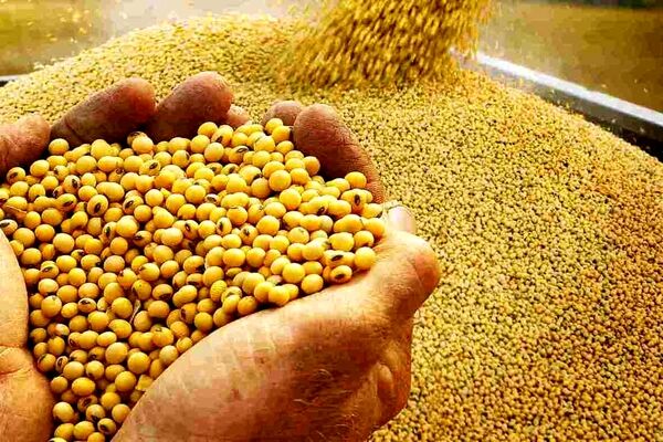 پیش‌بینی آینده غلات در بازار جهانی/ کاهش ۲درصدی تولید برنج