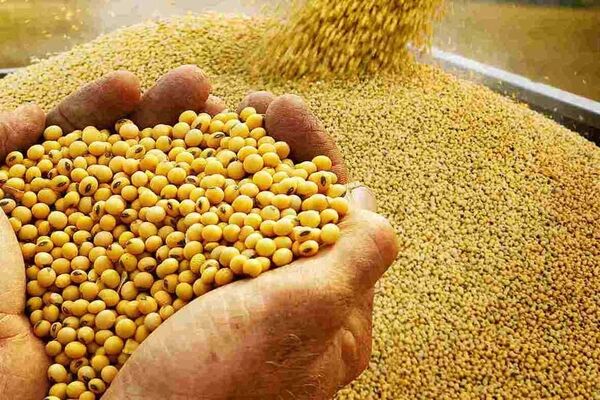پیش‌بینی آینده غلات در بازار جهانی/ کاهش ۲درصدی تولید برنج