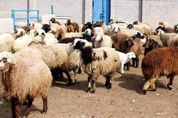 توزیع ۲۰۰تا۲۵۰ تن گوشت گرم تنظیم بازاری