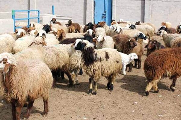 قیمت نجومی دام زنده / دامداران همچنان ناراضی‌اند