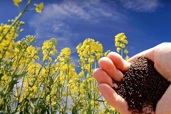 هلدینگ کشاورزی کوثر برای همکاری با شرکت‌های عمانی به توافق رسید