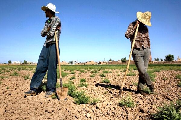 جزئیات کاهش آمار اشتغال در بخش کشاورزی و صنعت