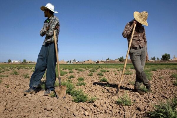 جزئیات کاهش آمار اشتغال در بخش کشاورزی و صنعت