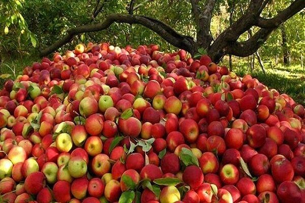 توقف صادرات سیب، پرتقال و خرما+ابلاغیه
