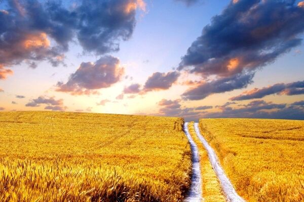 خبر مهم برای گندمکاران/معوقات خرید تضمینی کی پرداخت می‌شود؟