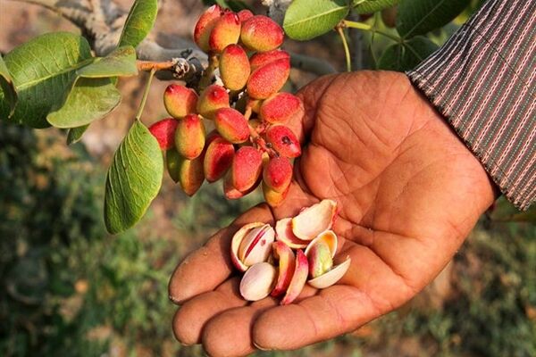 تغییر مسیر بسته‌بندی و آمادگی پسته برای صادرات