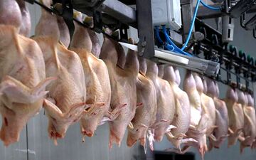  توقف صادرات مرغ در ترکیه