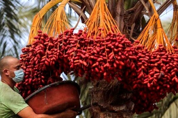 اعلام رتبه جهانی و گردش مالی سالانه خرمای ایران